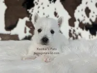 Georgie, a male West Highland White Terrier for sale in Boyden, IA – Photo 4 of 4