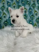 AKC - Georgie, a male West Highland White Terrier for sale in Boyden, IA – Photo 2 of 5