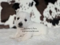 Georgie, a male West Highland White Terrier for sale in Boyden, IA – Photo 2 of 4