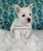AKC - Georgie, a male West Highland White Terrier for sale in Boyden, IA – Photo 5 of 5