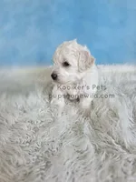 Bowie, a male Bichon Frise for sale in Boyden, IA – 3 of 4