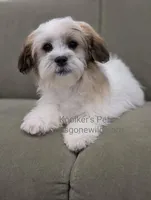 Anthony-SALE, a male Shichon for sale in Boyden, IA – 2 of 4