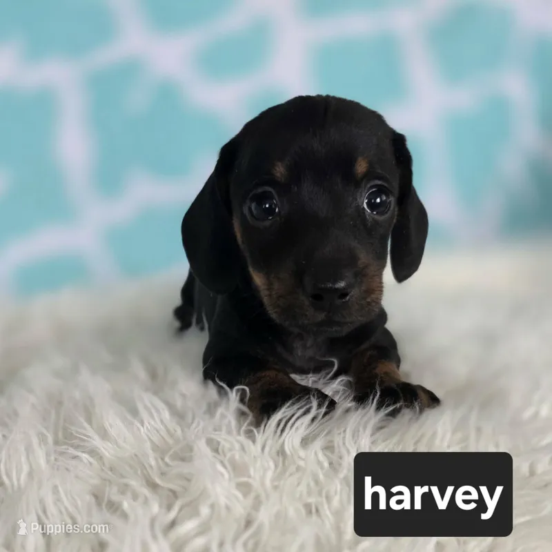 Harvey – Miniature Dachshund puppy for sale in Boyden, IA