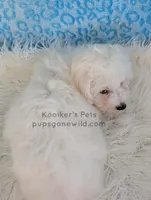 processed/4394682a-a9e7-4658-9b11-ffb07ffd857a/listing/7a602436-66bc-47d2-bc12-435def9256ad/5064ca77-be51-485e-b776-ea5b004563da