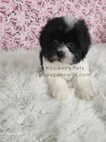 Lilly, a female Bichon Frise and Shih Tzu for sale in Boyden, IA – 1 of 4