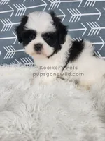Liam, a male Bichon Frise and Shih Tzu for sale in Boyden, IA – 2 of 4