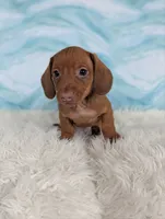 Snickerdoodle, a male Miniature Dachshund for sale in Boyden, IA – 3 of 6
