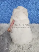 Brimsley, a male Shichon for sale in Boyden, IA – Photo 3 of 4