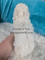 Brimsley, a male Shichon for sale in Boyden, IA – Photo 2 of 5