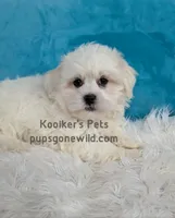 Brimsley, a male Shichon for sale in Boyden, IA – Photo 4 of 5