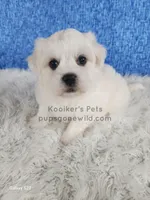 Brimsley, a male Shichon for sale in Boyden, IA – Photo 1 of 4