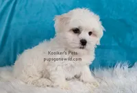 Brimsley, a male Shichon for sale in Boyden, IA – Photo 3 of 5