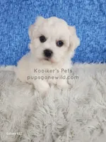 Brimsley, a male Shichon for sale in Boyden, IA – Photo 2 of 4