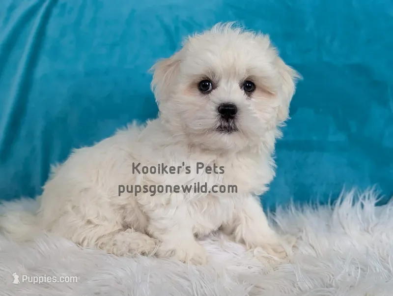 Brimsley – Shichon puppy for sale in Boyden, IA