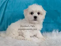 Brimsley, a male Shichon for sale in Boyden, IA – Photo 1 of 5