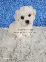 Brimsley, a male Shichon for sale in Boyden, IA – Photo 4 of 4
