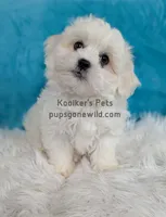 Brimsley, a male Shichon for sale in Boyden, IA – Photo 5 of 5