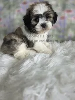 Alexa, a female Bichon Frise and Shih Tzu for sale in Boyden, IA – 2 of 3