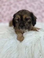 Rose, a female Shih Tzu and Miniature Dachshund for sale in Boyden, IA – 2 of 4