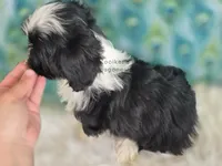 Maverick, a male Shichon for sale in Boyden, IA – Photo 4 of 4