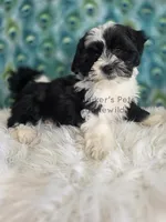 Maverick, a male Shichon for sale in Boyden, IA – Photo 1 of 4