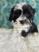 Maverick, a male Shichon for sale in Boyden, IA – Photo 3 of 4