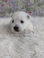 Anastasia, a female West Highland White Terrier for sale in Boyden, IA – Photo 4 of 4