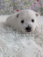 Anastasia, a female West Highland White Terrier for sale in Boyden, IA – Photo 2 of 4