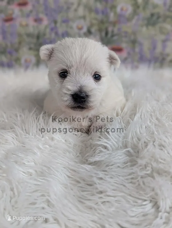 Anastasia – West Highland White Terrier puppy for sale in Boyden, IA