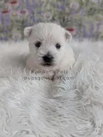 Anastasia, a female West Highland White Terrier for sale in Boyden, IA – Photo 1 of 4