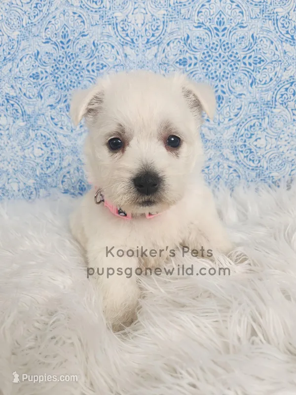 Anastasia – West Highland White Terrier puppy for sale in Boyden, IA