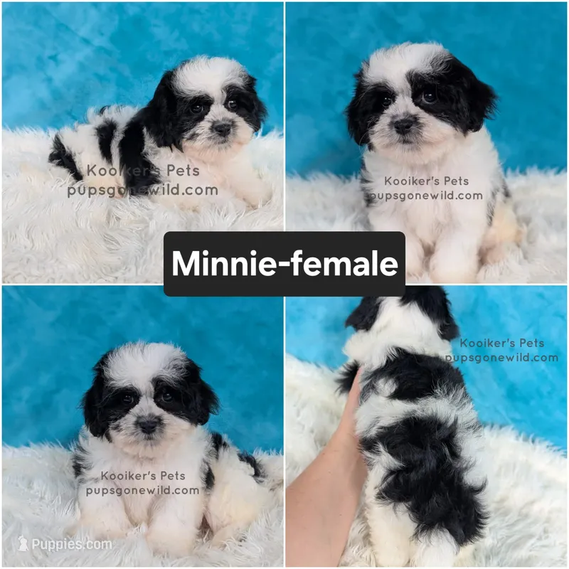 Minnie – Shichon puppy for sale in Boyden, IA
