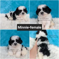 Minnie, a female Shichon for sale in Boyden, IA – 1 of 1