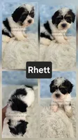 Rhett, a male Bichon Frise and Shih Tzu for sale in Boyden, IA – 2 of 2