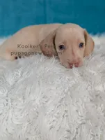 Mochi, a male Miniature Dachshund for sale in Boyden, IA – 2 of 4
