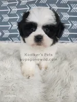 Liam, a male Bichon Frise and Shih Tzu for sale in Boyden, IA – 3 of 4