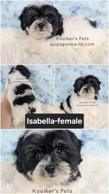 Isabella – Shichon puppy for sale in Boyden, IA