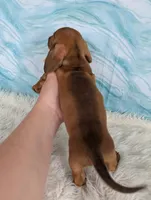 Snickerdoodle, a male Miniature Dachshund for sale in Boyden, IA – 6 of 6