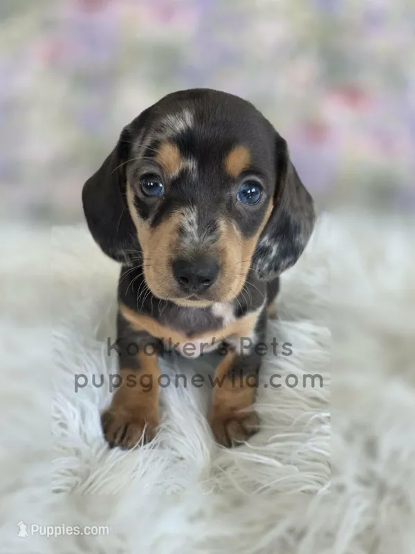 Willow – Miniature Dachshund puppy for sale in Boyden, IA