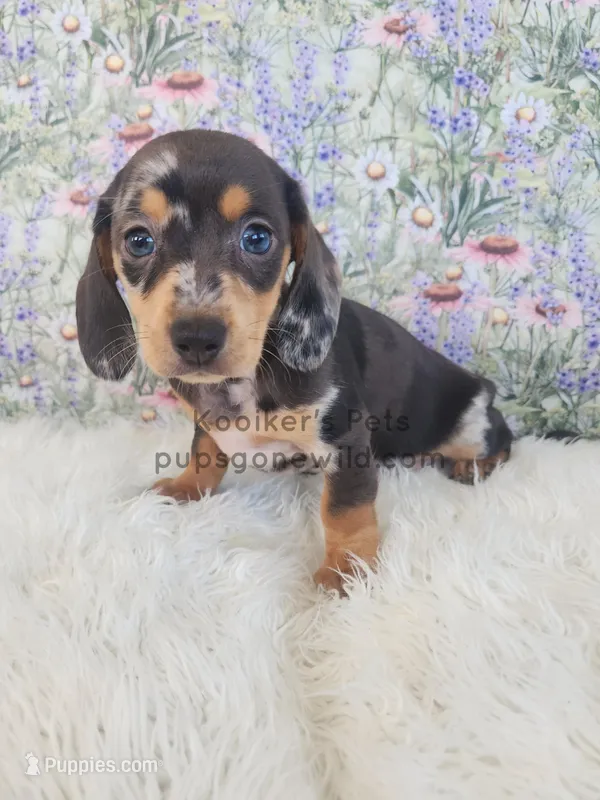 Willow – Miniature Dachshund puppy for sale in Boyden, IA
