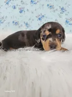 Willow, a female Miniature Dachshund for sale in Boyden, IA – Photo 1 of 4