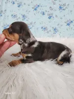 Willow, a female Miniature Dachshund for sale in Boyden, IA – Photo 3 of 4