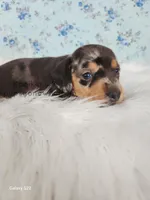 Willow, a female Miniature Dachshund for sale in Boyden, IA – Photo 2 of 4