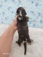 Willow, a female Miniature Dachshund for sale in Boyden, IA – Photo 4 of 4