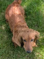 Tatum, a female Miniature Dachshund for sale in Boyden, IA – 2 of 4
