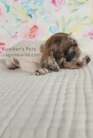 Funfetti, a female Miniature Dachshund for sale in Boyden, IA – Photo 3 of 5