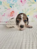 Funfetti, a female Miniature Dachshund for sale in Boyden, IA – Photo 2 of 5