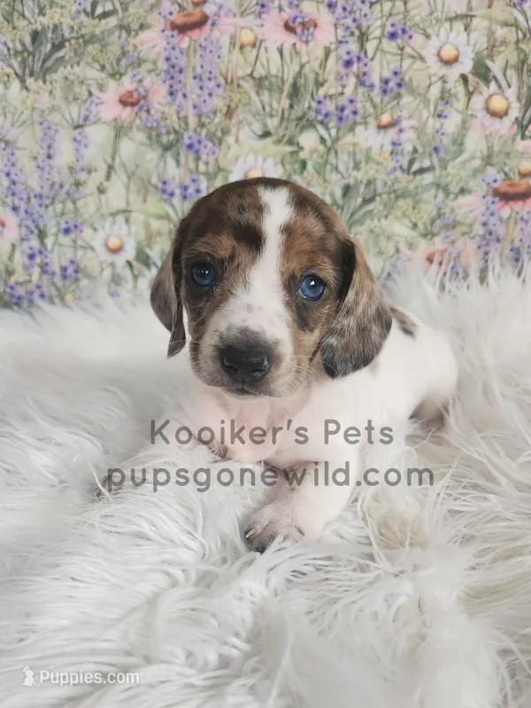 Funfetti – Miniature Dachshund puppy for sale in Boyden, IA