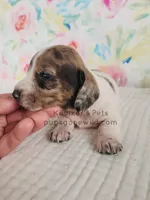 Funfetti, a female Miniature Dachshund for sale in Boyden, IA – Photo 4 of 5