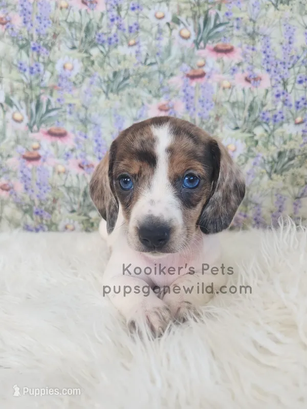 Funfetti – Miniature Dachshund puppy for sale in Boyden, IA